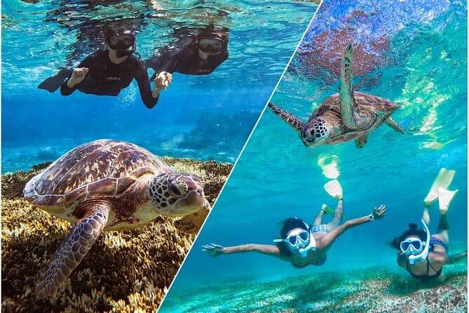 Okinawa Miyako Sea Turtle Snorkeling Free Pick up and Drop off - Snorkeling Equipment Provided