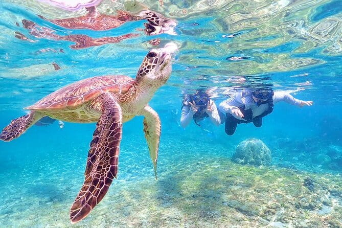 Okinawa Miyako Sea Turtle Snorkeling Free Pick up and Drop off - Convenient Transportation Arrangements