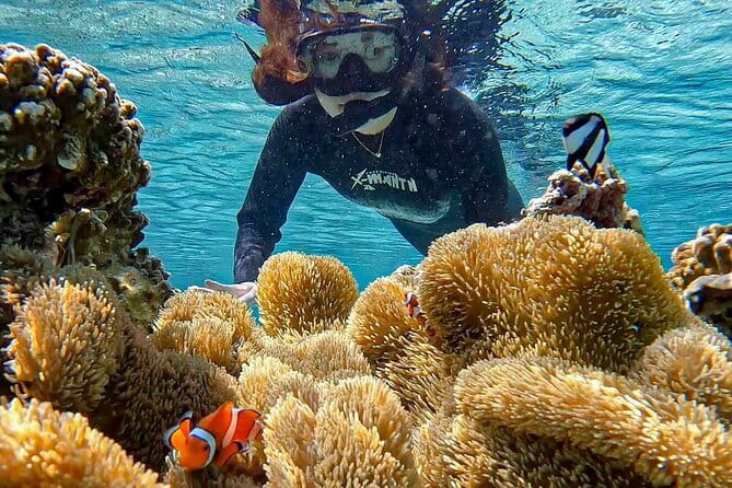 Okinawa Miyako Sea Turtle Snorkeling Free Pick up and Drop off - Memorable Encounter With Sea Turtles