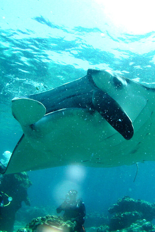 Okinawa: Naha: 1 day Kerama Islands diving license required - Introduction
