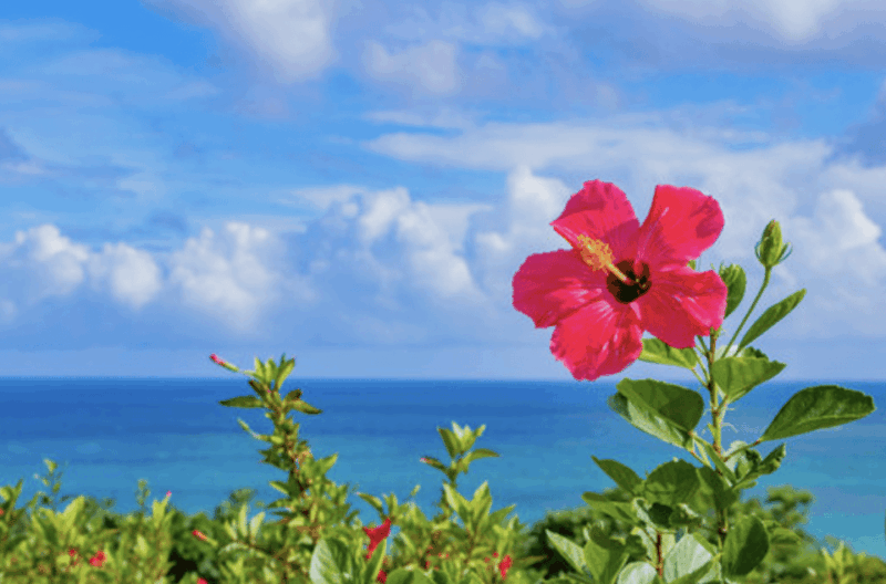 Okinawa Private Custom Tour With Local Guide - Itinerary Highlights