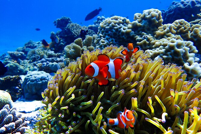 Okinawa: Scuba Diving Tour With Wagyu Lunch and English Guide - Included Rental Gear