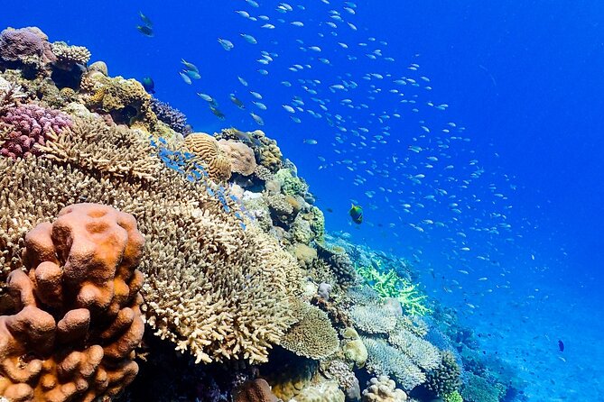 Okinawa: Scuba Diving Tour With Wagyu Lunch and English Guide - Underwater Photography Included