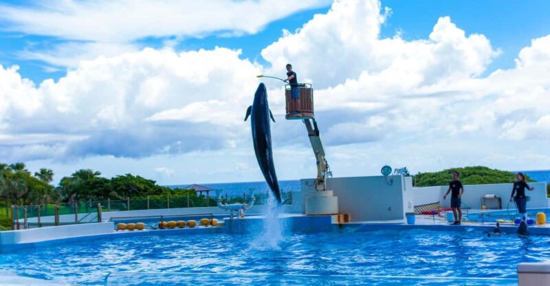 Okinawa Sightseeing Bus: Churaumi Aquarium/Kouri/American - Key Points