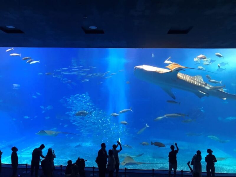 Okinawa Sightseeing Bus: Churaumi Aquarium/Kouri/American - Starting and Drop-off Locations