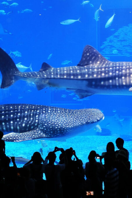 Okinawa Sightseeing Bus: Churaumi Aquarium/Ryukyu Village/Banta - Hoshino Resorts Banta Cafe