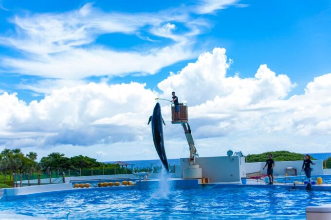 Okinawa Sightseeing Bus: Churaumi Aquarium/Ryukyu Village/Banta - Inclusions and Exclusions
