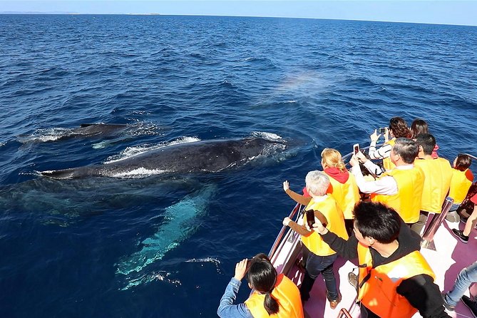 Okinawa Whale Watching From Naha - Meeting and Pickup