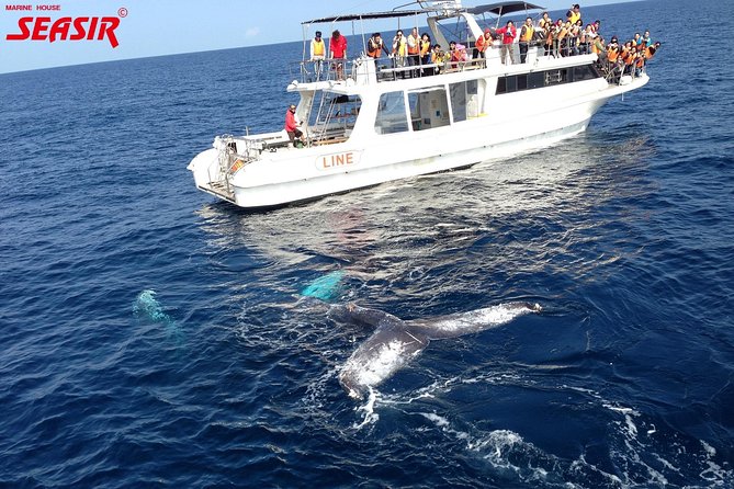 Okinawa Whale Watching From Naha - Health and Safety Considerations