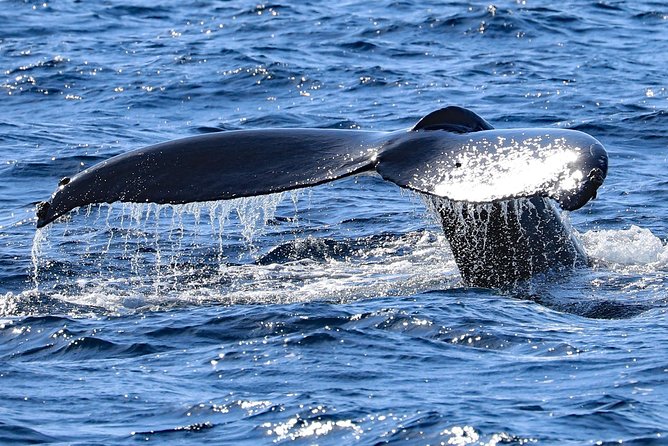 Okinawa Whale Watching From Naha - Refund Policy