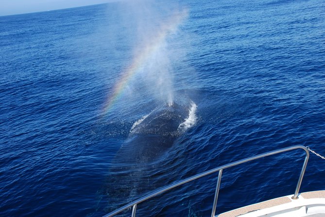 Okinawa Whale Watching From Naha - Customer Experiences