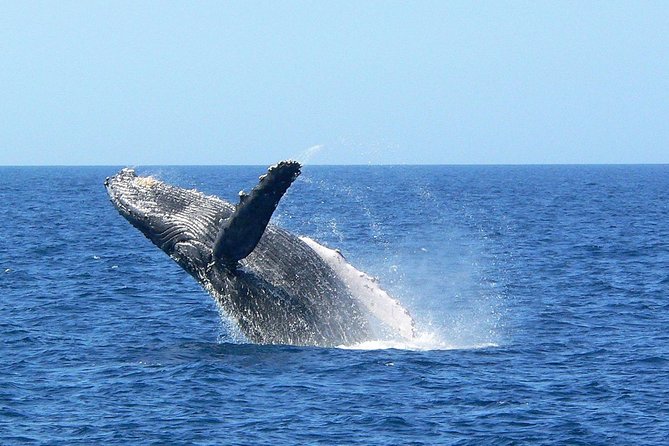 Okinawa Whale Watching From Naha - Preparing for the Adventure