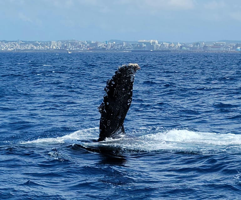 Okinawa Whale Watching From Naha With Pickup Option - Key Points
