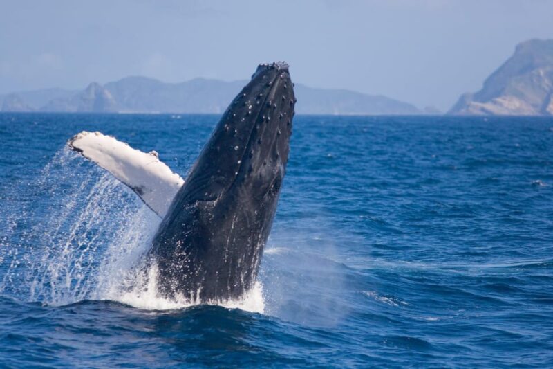 Okinawa Whale Watching From Naha With Pickup Option - Audio Guidance and Languages