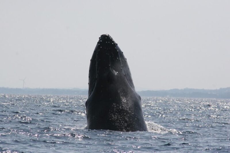 Okinawa Whale Watching From Naha With Pickup Option - Important Considerations