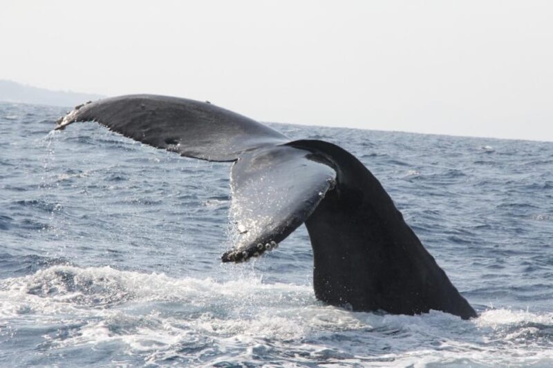 Okinawa Whale Watching From Naha With Pickup Option - Booking and Availability