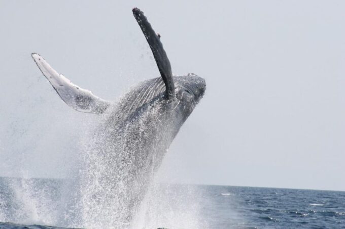 Okinawa Whale Watching From Naha With Pickup Option - Frequently Asked Questions