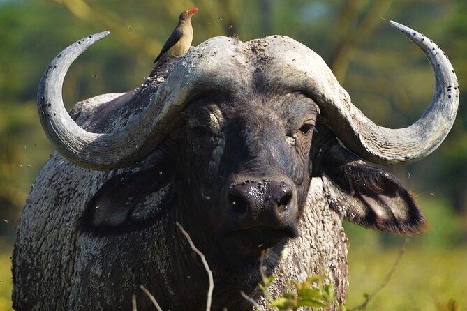 Ol Pejeta Conservancy and Chimpanzee Sanctuary Full-Day Tour From Nairobi - Itinerary Details