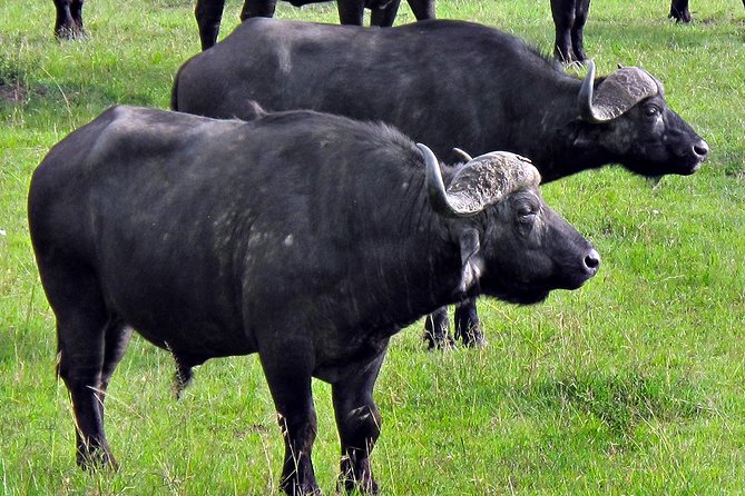 Ol Pejeta Conservancy and Chimpanzee Sanctuary Full-Day Tour From Nairobi - Ol Pejeta Conservancy