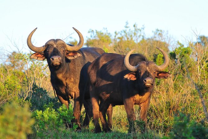 Ol Pejeta Conservancy and Chimpanzee Sanctuary Full-Day Tour From Nairobi - Cultural Experiences