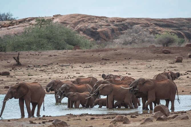 Ol Pejeta Conservancy and Chimpanzee Sanctuary Full-Day Tour From Nairobi - Inclusions and Exclusions