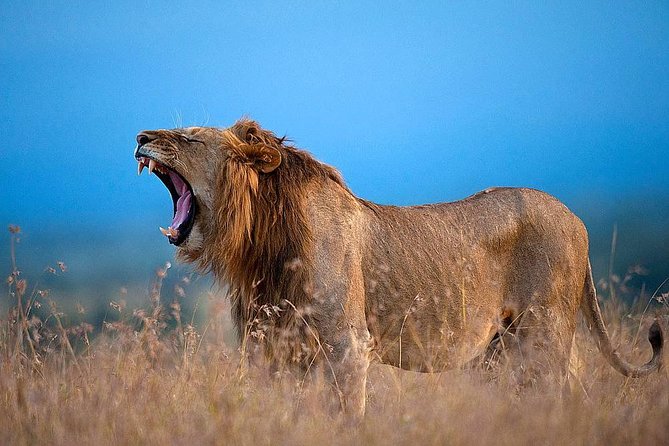 Ol Pejeta Conservancy Day Tour From Nairobi - Pickup and Transportation