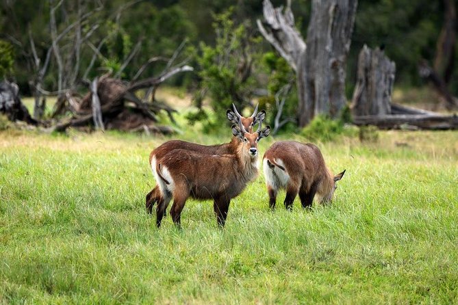 Ol Pejeta Conservancy Day Tour From Nairobi - Spotting the Big Five