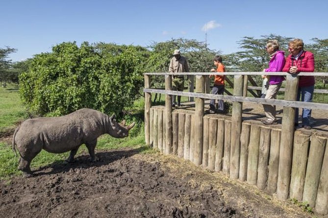 Ol Pejeta Conservancy Day Tour From Nairobi - Northern White Rhino Sighting
