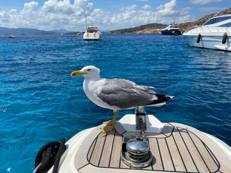 Olbia: Boat Tour to Watch Dolphins and Snorkeling - Qualifications of Tour Guides
