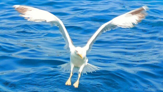 Olbia: Boat Tour to Watch Dolphins and Snorkeling - Frequently Asked Questions
