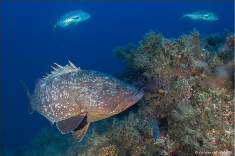Olbia: Diving in Tavolara Marine Park in Sardinia - Key Points