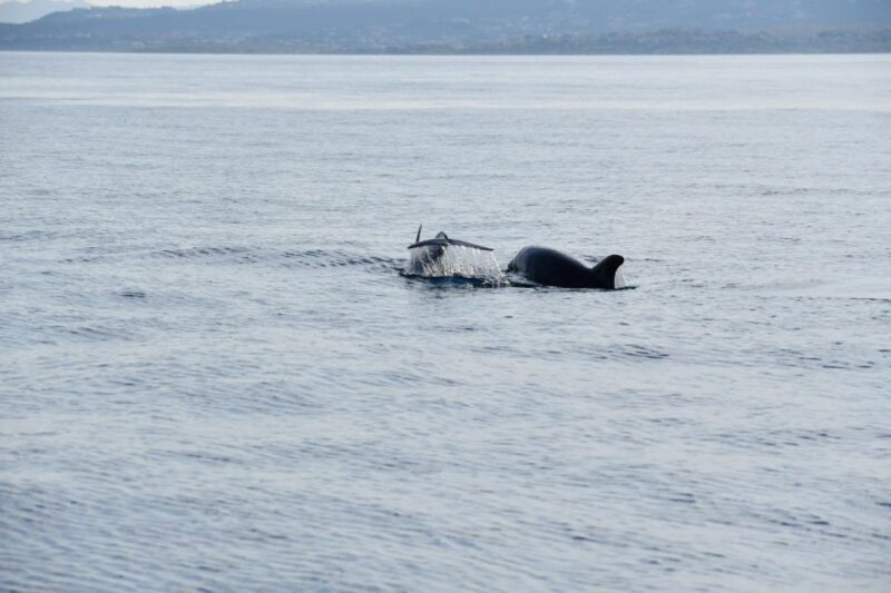 Olbia: Dolphin Watching and Snorkeling Boat Tour - Booking Information