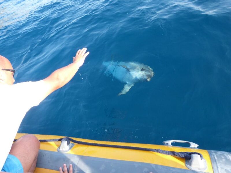 Olbia: Dolphin Watching and Snorkeling Boat Tour - Customer Reviews