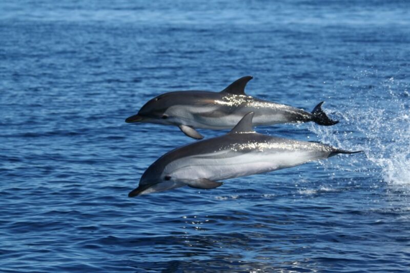 Olbia: Dolphin Watching & Snorkeling Boat Tour Near Figarolo - Inclusions and Exclusions