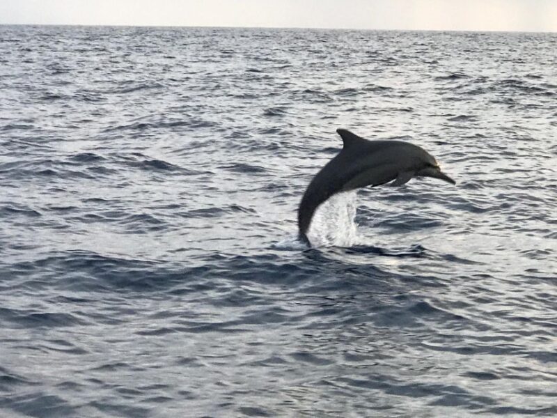 Olbia: Dolphin Watching & Snorkeling Boat Tour Near Figarolo - Important Participant Criteria