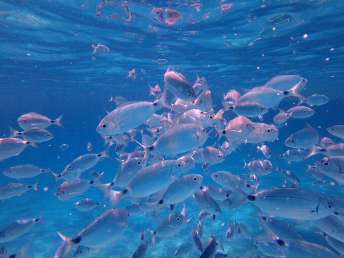 Olbia: Dolphin Watching & Snorkeling Boat Tour Near Figarolo - Meeting Point and Arrival