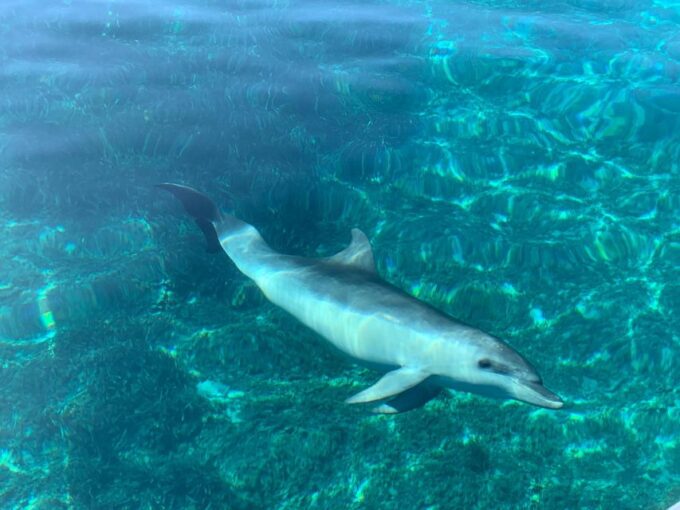 Olbia: Dolphin Watching & Snorkeling Boat Tour Near Figarolo - Customer Ratings and Feedback