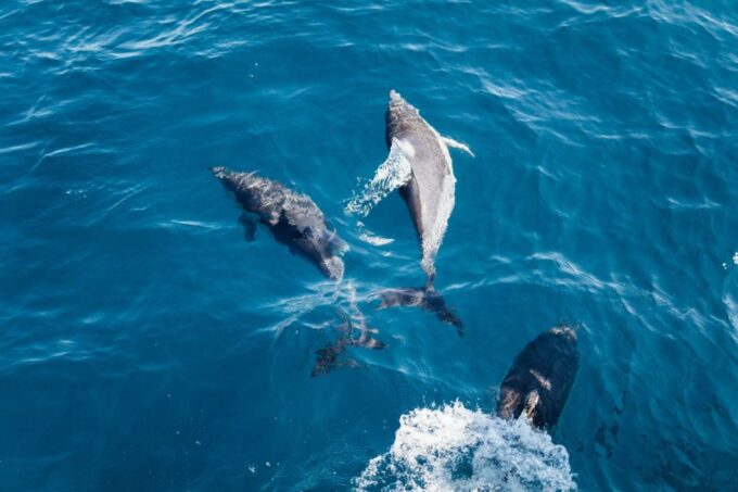 Olbia: Dolphin Watching & Snorkeling Boat Tour Near Figarolo - Reserve Now and Pay Later