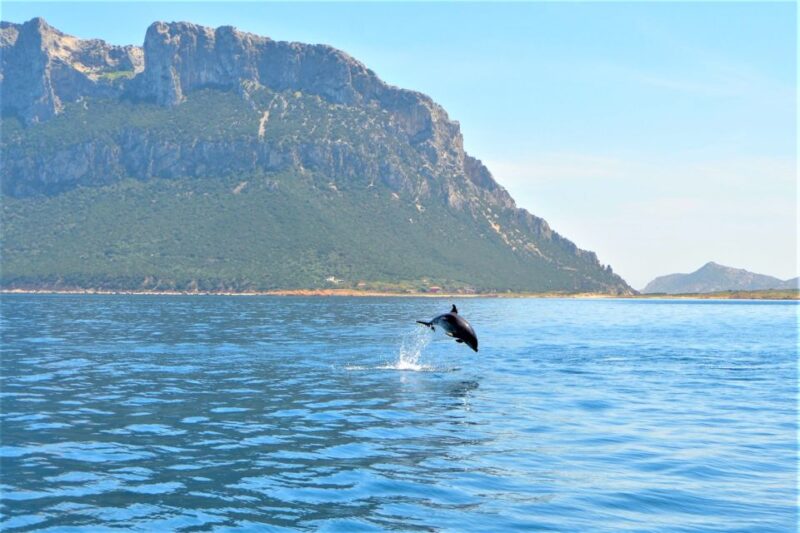 Olbia: Dolphin Watching Tour With Figarolo Island Snorkeling - Itinerary