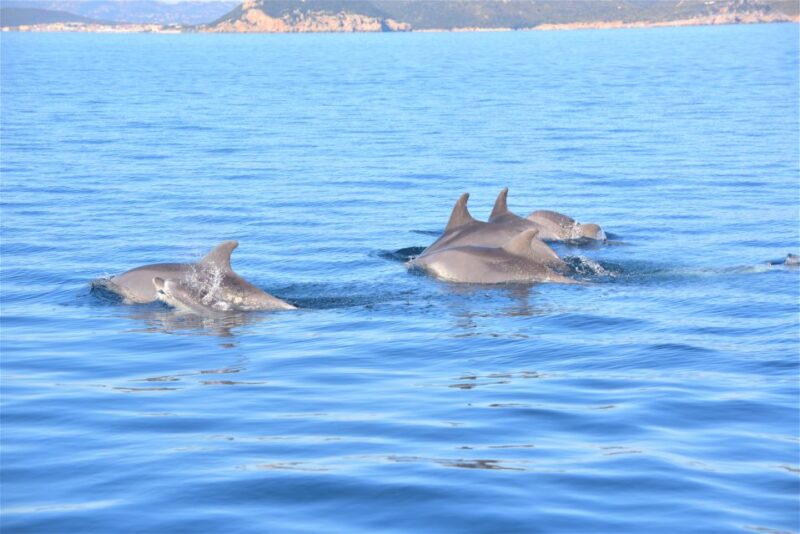 Olbia: Dolphin Watching Tour With Figarolo Island Snorkeling - Activity Details