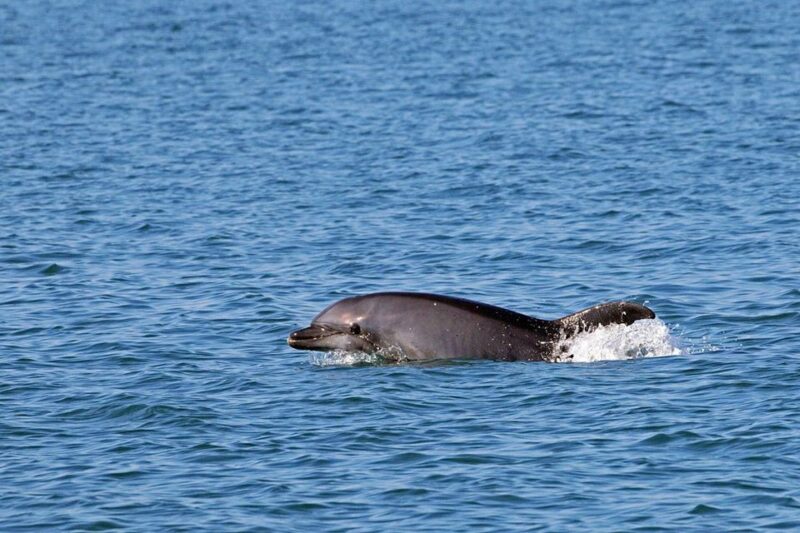 Olbia: Dolphin Watching Tour With Figarolo Island Snorkeling - Included Amenities