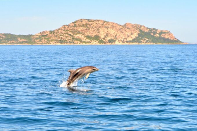 Olbia: Dolphin Watching Tour With Figarolo Island Snorkeling - Customer Feedback