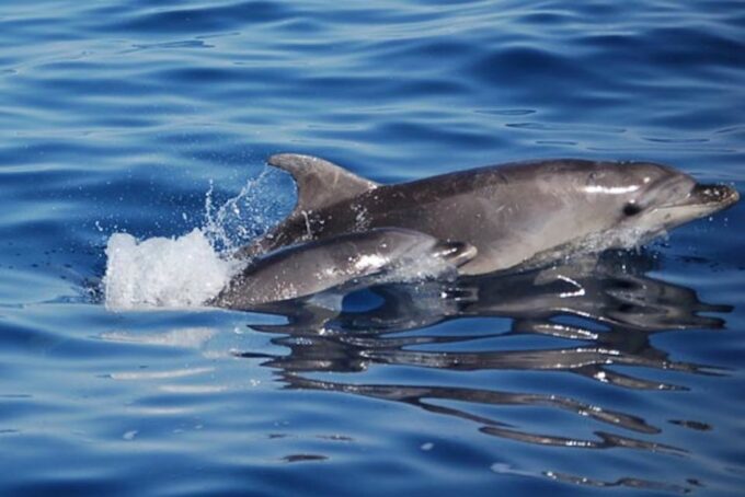 Olbia: Dolphin Watching Tour With Figarolo Island Snorkeling - Frequently Asked Questions