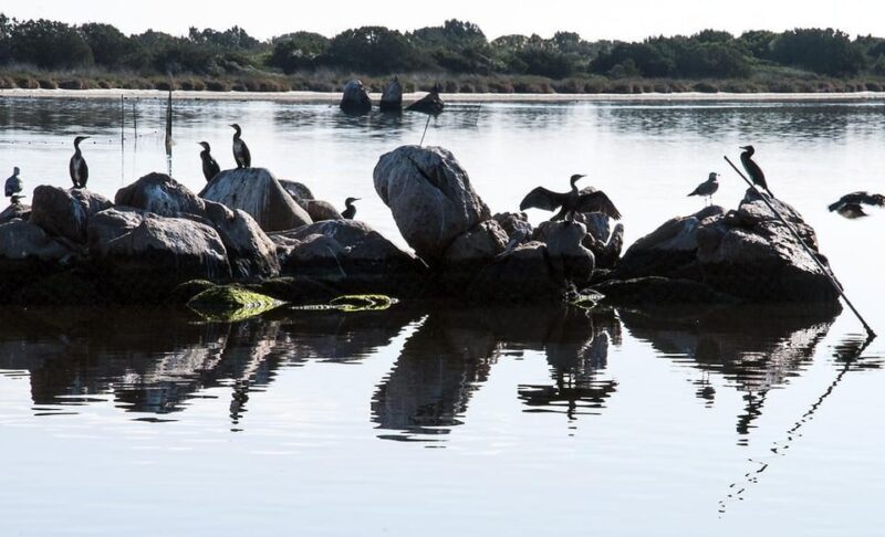 Olbia: Gulf of Olbia Boat Tour - Since Your Asked