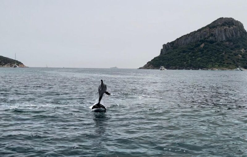 Olbia: Unique Excursions in the Gulf of OLBIA - Pricing and Availability