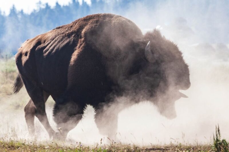 Old Faithful & Yellowstone Highlights - National Park Tour - Key Points