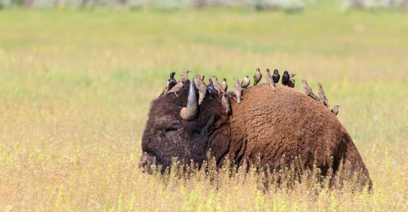 Old Faithful & Yellowstone Highlights - National Park Tour - Included in the Tour