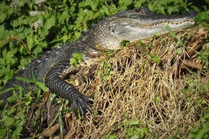 Old Florida Backwater Kayak Adventure Near St. Augustine - Itinerary
