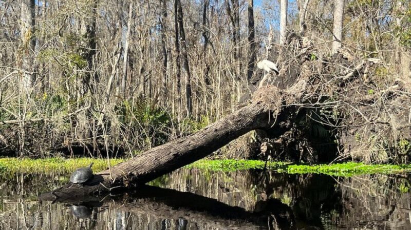 Old Florida Backwater Kayak Adventure Near St. Augustine - Wildlife and Experience Highlights