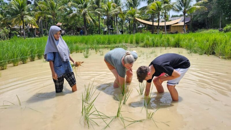 Old Phuket Farm Ticket - Countryside Local Life Culture - Key Points